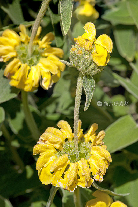 新鲜的耶路撒冷sage Phlomis